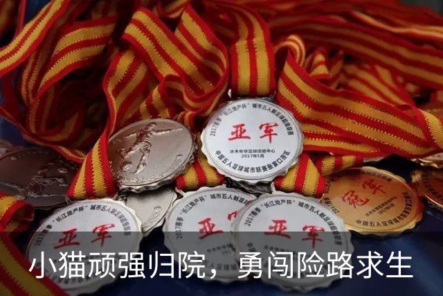 小猫顽强归院，勇闯险路求生